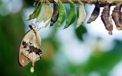 A checklist for successful transformations